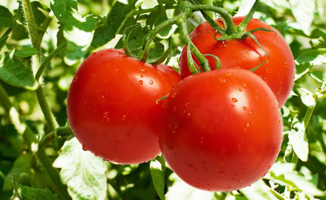 Vücudumuzun su ihtiyacını gideren 10 mucize besin! - Resim: 2