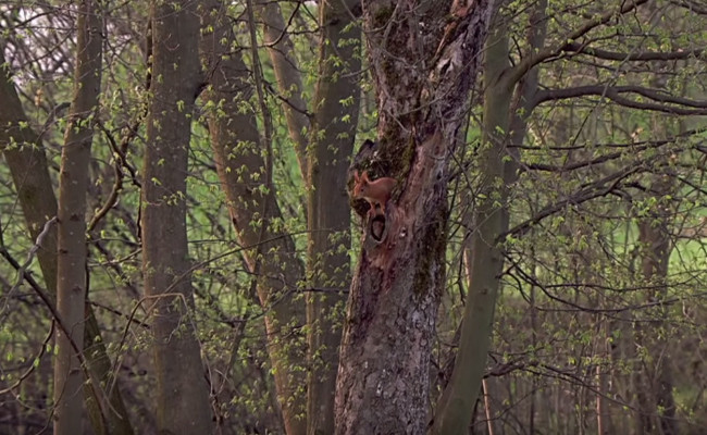 Sincap'ın doğum yaptığı anlar kameralara böyle yansıdı - Resim: 1