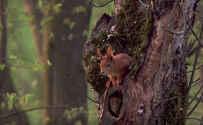 Sincap'ın doğum yaptığı anlar kameralara böyle yansıdı - Resim: 2