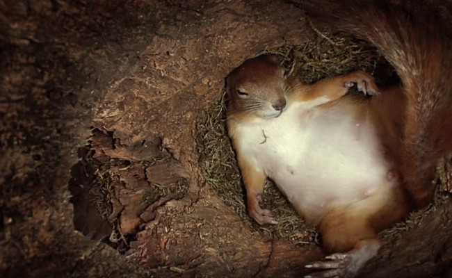 Sincap'ın doğum yaptığı anlar kameralara böyle yansıdı - Resim: 3