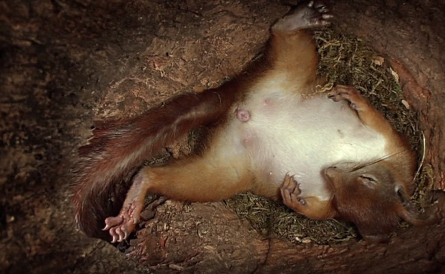 Sincap'ın doğum yaptığı anlar kameralara böyle yansıdı - Resim: 4