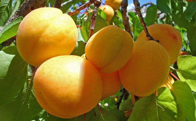 Malatya kayısısının 7 önemli faydası! Kabızlık derdi olanlara çare - Resim: 2