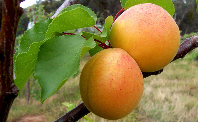 Malatya kayısısının 7 önemli faydası! Kabızlık derdi olanlara çare - Resim: 3