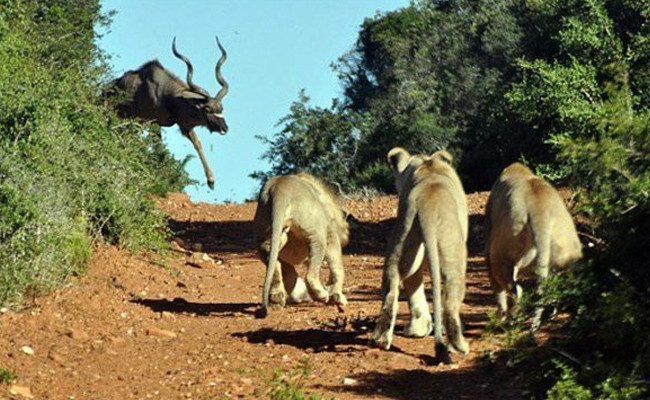 Aslan antilobu tam ham yapacakken neye uğradığını şaşırdı! - Resim: 1