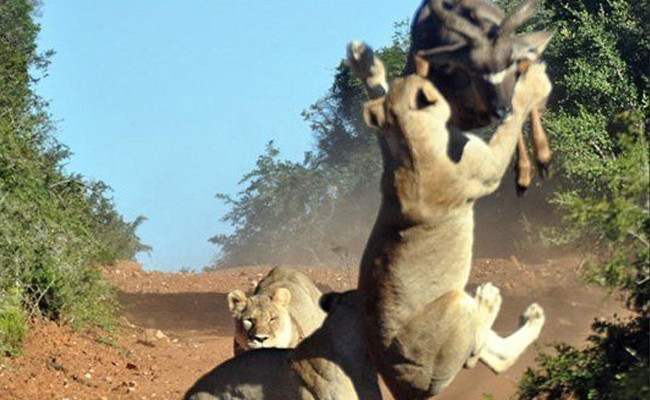 Aslan antilobu tam ham yapacakken neye uğradığını şaşırdı! - Resim: 3