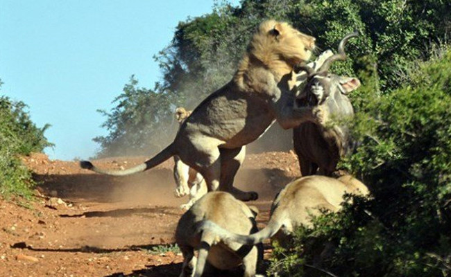 Aslan antilobu tam ham yapacakken neye uğradığını şaşırdı! - Resim: 4
