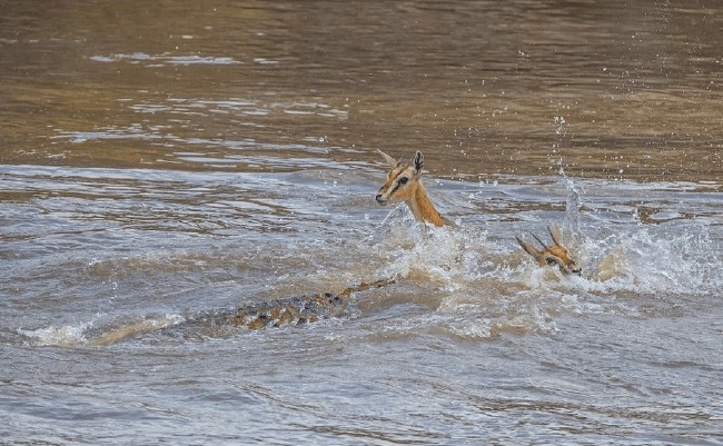 Ceylanları pusuya yatıp bekledi! Tek hamlede ikiye böldü - Resim: 3