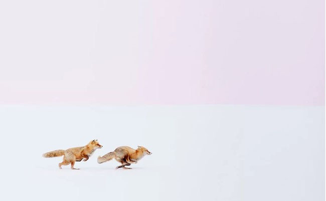 National Geographic yarışması sonuçlandı - Resim: 2