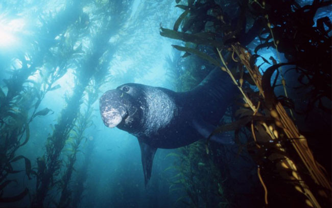 Okyanusun dev yaratıkları - Resim: 4