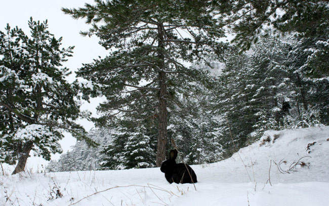 Ülkemizden muhteşem kar manzaraları - Resim: 1