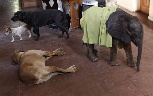 İnsan ve filin inanılmaz dostluğu - Resim: 3