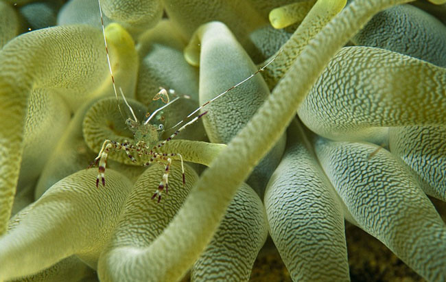 Bu hayvanlar kamuflaj ustası - Resim: 3