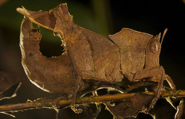 Bu hayvanlar kamuflaj ustası - Resim: 1