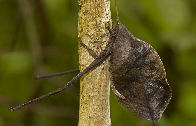 Bu hayvanlar kamuflaj ustası - Resim: 2