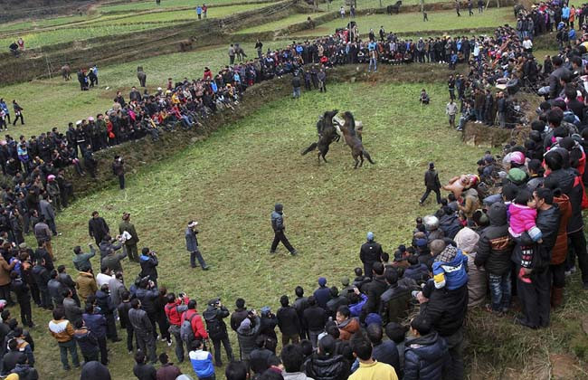 Atların vahşi ve kanlı kavgası - Resim: 1