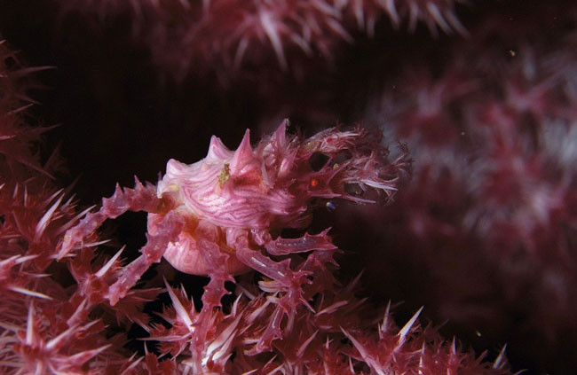 Bu hayvanlar kamuflaj ustası - Resim: 4