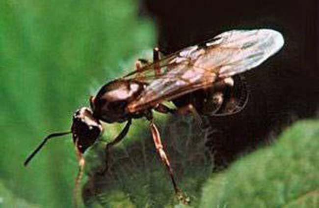 Karıncalar hakkında bilmediğiniz şeyler - Resim: 3