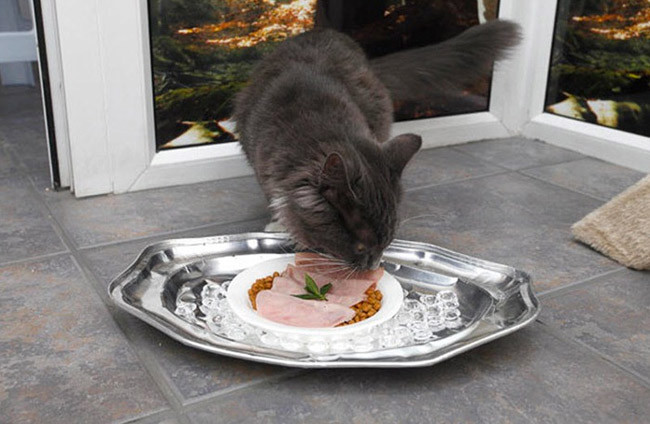 Krallara layık "kedi oteli" - Resim: 4