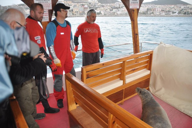 Akdeniz foku tekneye sığındı - Resim: 1