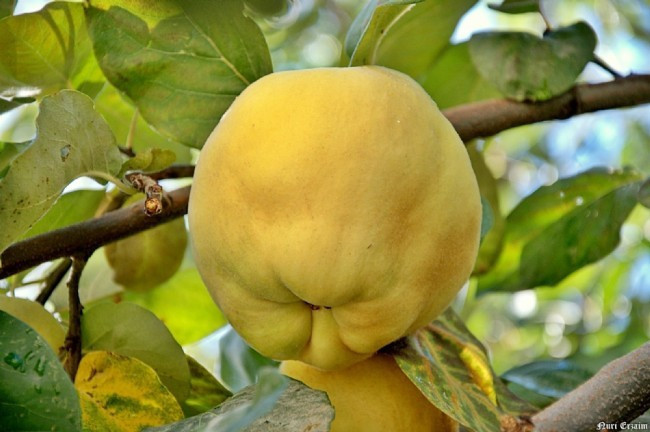  Ayva balla karıştırılıp tüketildiğinde bakın ne oluyor? - Resim: 2