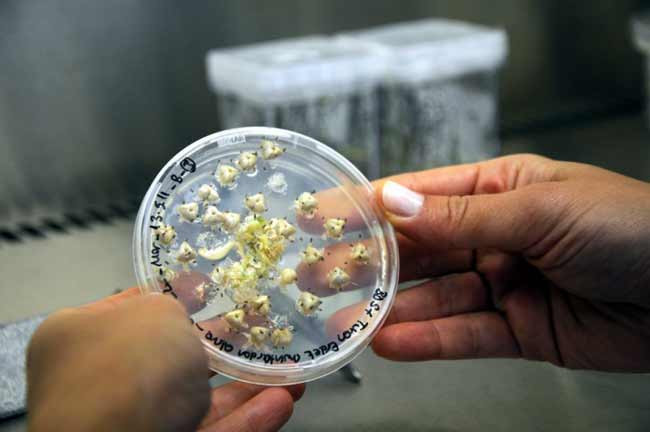 Türk bilimadamlarından dünyada bir ilk - Resim: 3