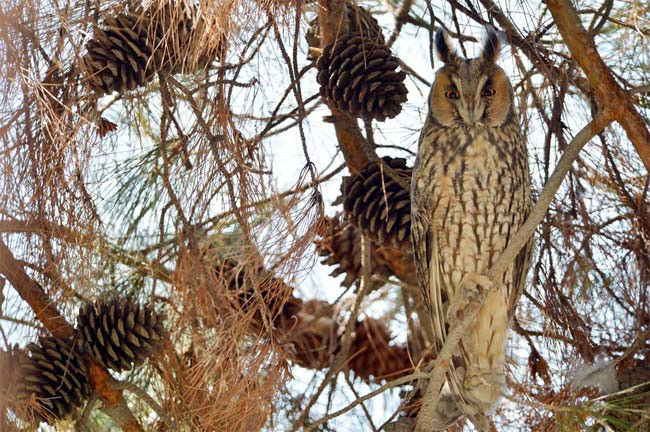 Köşk'ün objektifinden özel kareler - Resim: 4