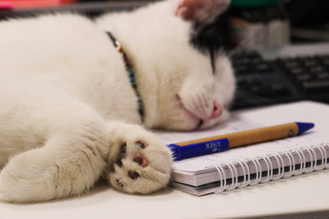 Sizin bildiğiniz kedilerden değil o bir 'diplomat' - Resim: 1