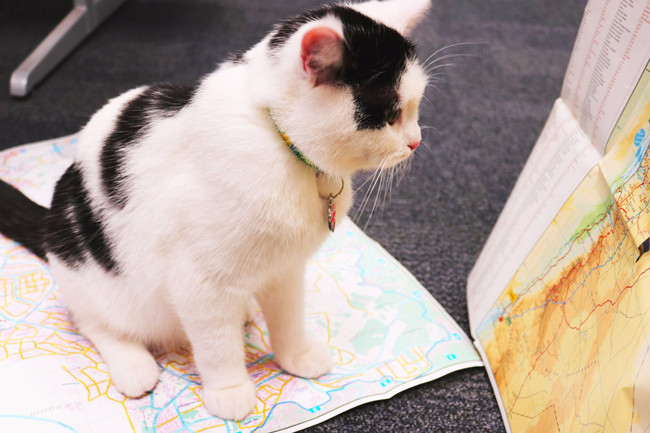 Sizin bildiğiniz kedilerden değil o bir 'diplomat' - Resim: 2