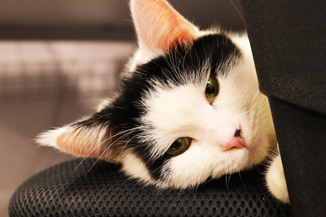 Sizin bildiğiniz kedilerden değil o bir 'diplomat' - Resim: 4