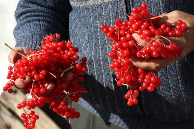Gençlik iksiri Gilaburunun faydaları kanıtlandı - Resim: 2