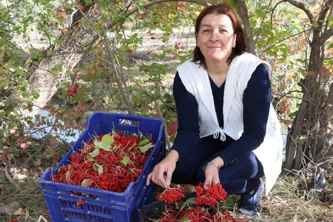 Gençlik iksiri Gilaburunun faydaları kanıtlandı - Resim: 3