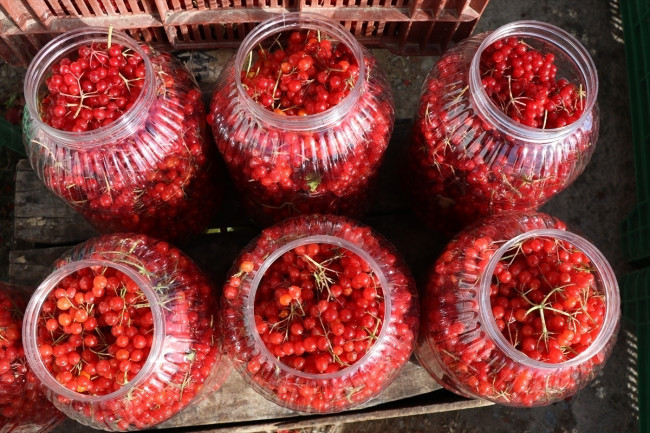 Gençlik iksiri Gilaburunun faydaları kanıtlandı - Resim: 4