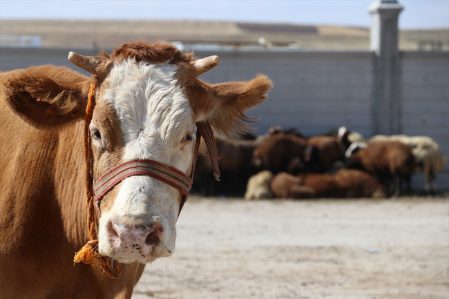 Kurbanlık dana koç fiyatları en ucuzu pazar mı A101-Migros- Carrefour mu? - Resim: 1