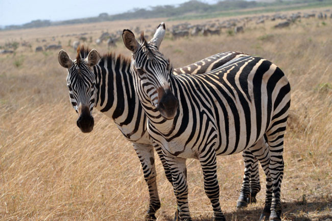 Abdullah Gül'ün objektifinden Afrika - Resim: 4