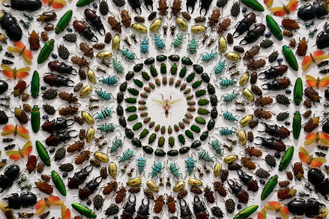 Buyrun böcek sergisine - Resim: 3