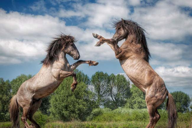 Atların vahşi ve kanlı kavgası - Resim: 3