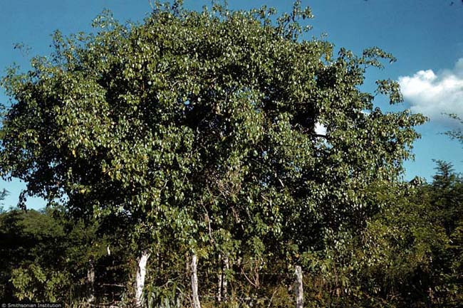 Meyvesi elmaya benziyor ama öldürüyor! - Resim: 3