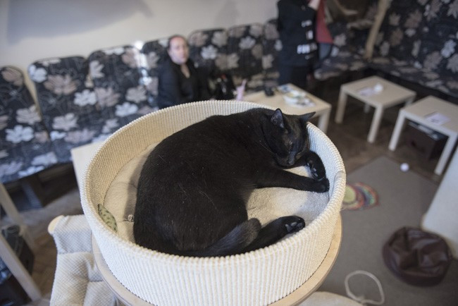 Kedi sevmek için kafeye gidiyorlar - Resim: 2