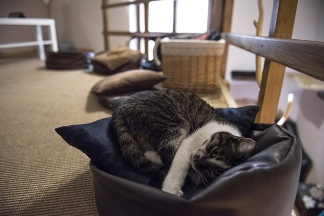 Kedi sevmek için kafeye gidiyorlar - Resim: 3