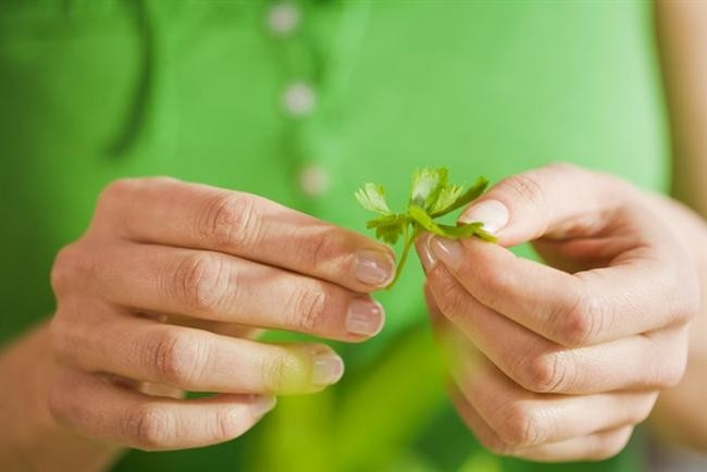 Maydanozun 10 muhteşem faydası - Resim: 3