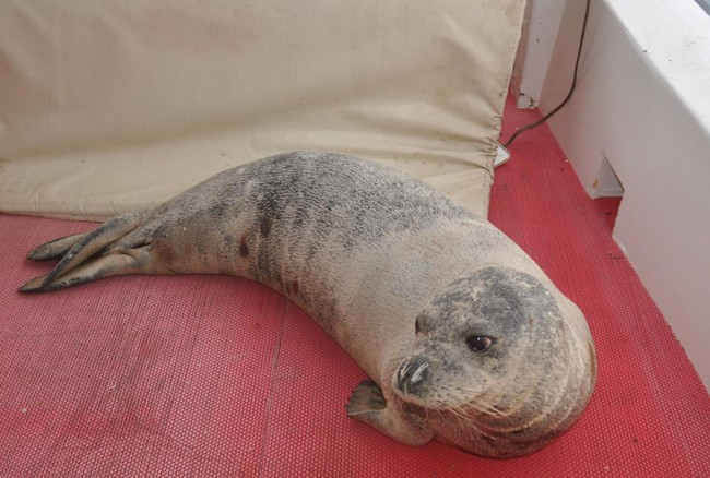 Akdeniz foku tekneye sığındı - Resim: 4