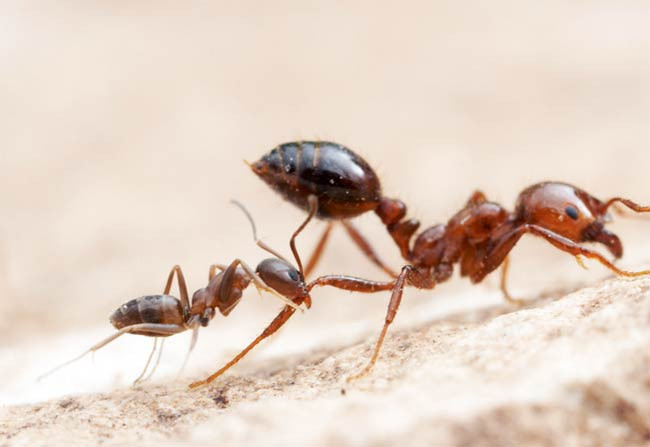 Karıncaların bir sırrı daha çözüldü - Resim: 3