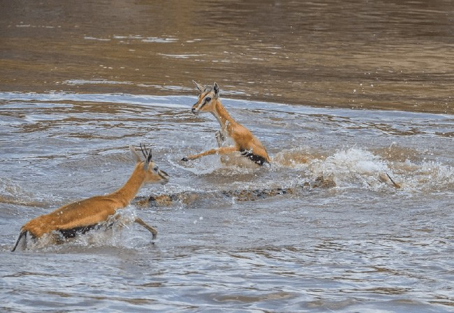 Ceylanları pusuya yatıp bekledi! Tek hamlede ikiye böldü - Resim: 2