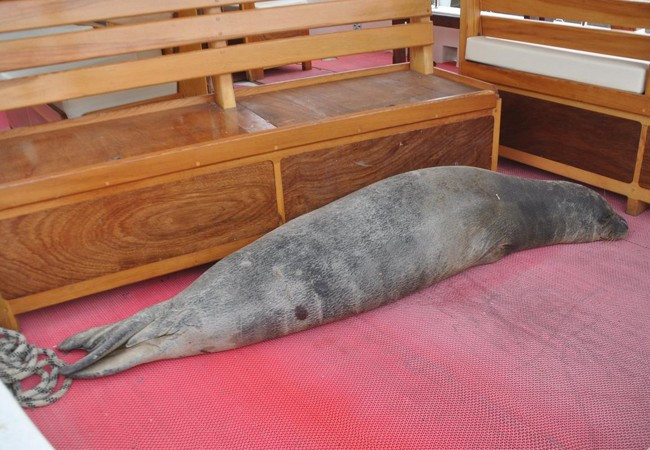 Akdeniz foku tekneye sığındı - Resim: 3