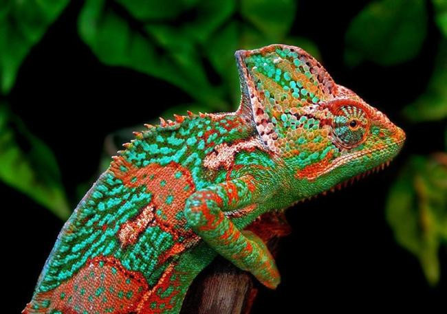 Evde bakılabilecek hayvanlar - Resim: 3