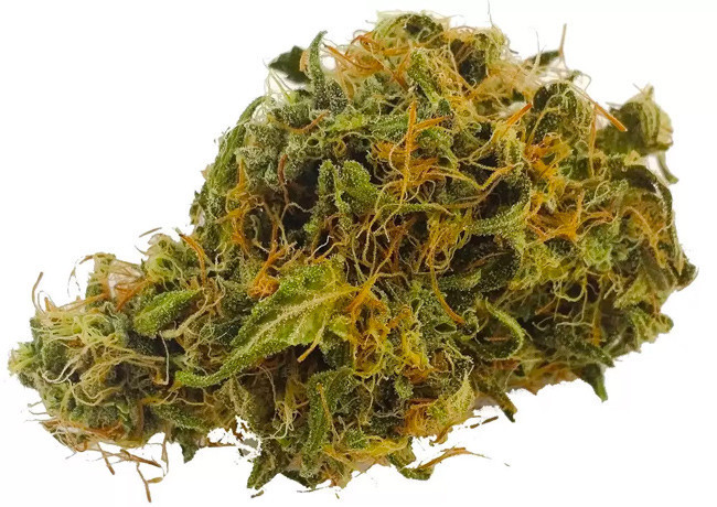 Yersen! Polise göre yarım ton esrarı fareler yedi - Resim: 4