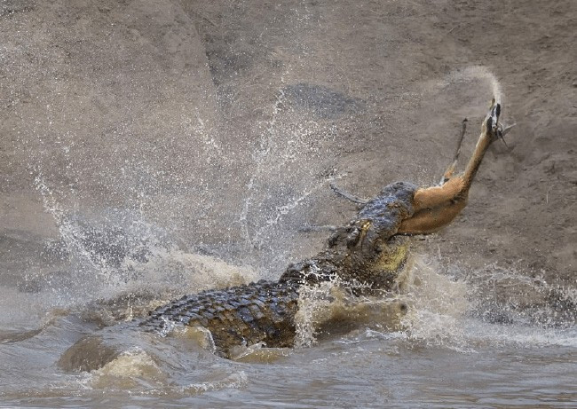 Ceylanları pusuya yatıp bekledi! Tek hamlede ikiye böldü - Resim: 4