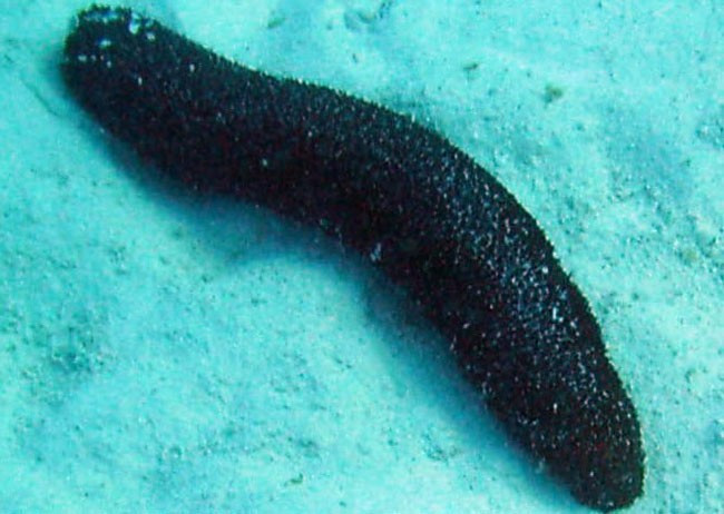 1400 kilo deniz patlıcani ele geçirildi - Resim: 3