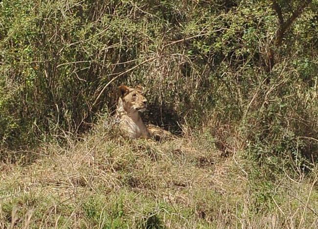 Abdullah Gül'ün objektifinden Afrika - Resim: 2