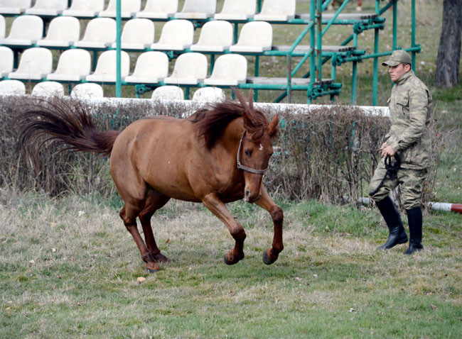 Son süvariler nefes kesiyor - Resim: 1